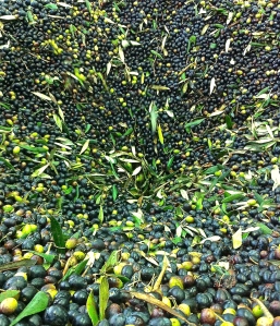 Olives start their journey in the hopper.