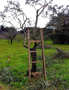 Olive tree pruning the old-fashioned way.