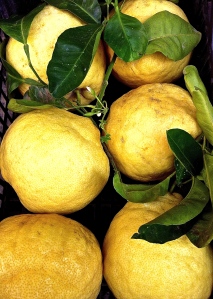 These lemons came all the way from the Amalfi Coast, hauled back to Puglia after a brief trip there.